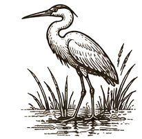 Heron