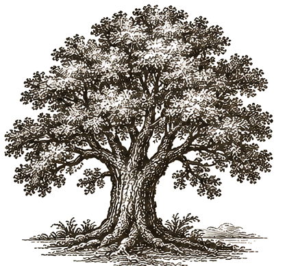 Live oak