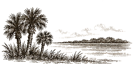 Marsh and palms